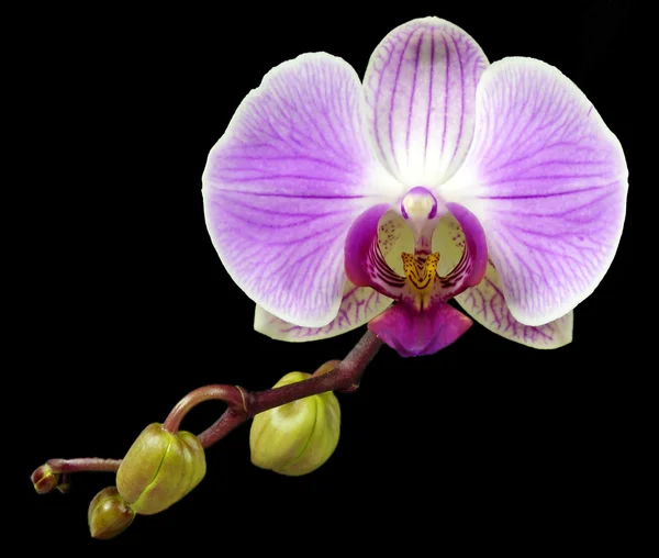Βιολετί ορχιδέα λουλούδι — Φωτογραφία Αρχείου