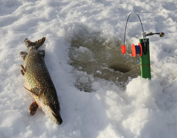 Pesca de lúcio de gelo na Suécia — Fotografia de Stock