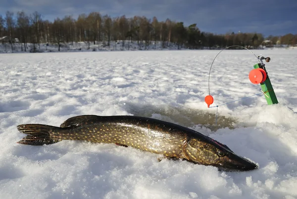 Pike's winter fishing portrait — Stock Photo, Image