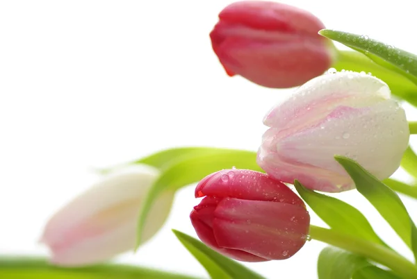 Fiori di tulipano bagnati primo piano — Foto Stock