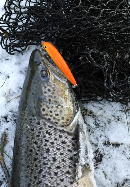 Seatrout - winter trophy — Stock Photo, Image