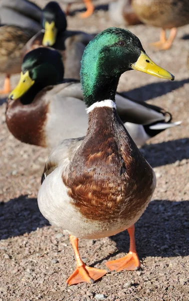 Retrato de pato macho — Fotografia de Stock