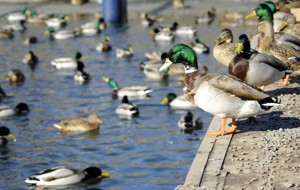 O mundo dos patos — Fotografia de Stock