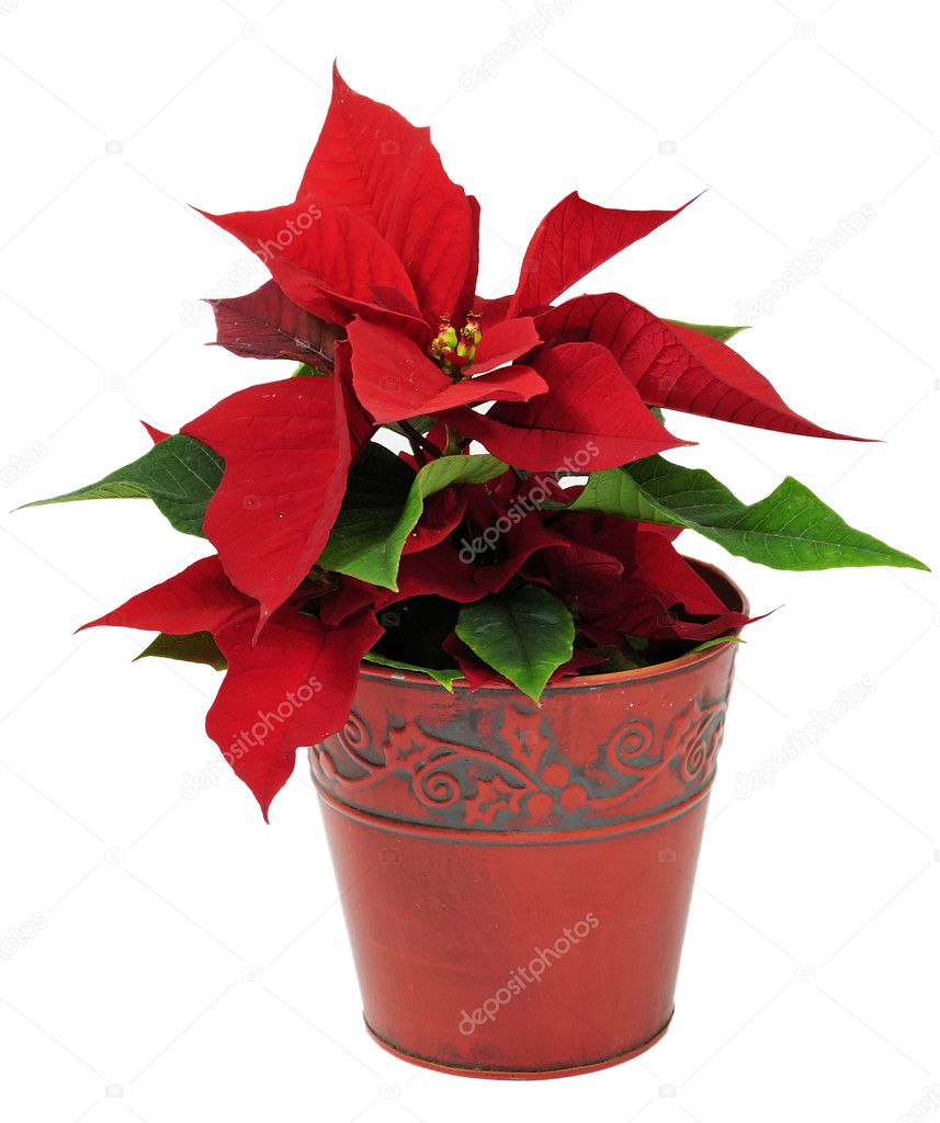 Christmas traditional flower