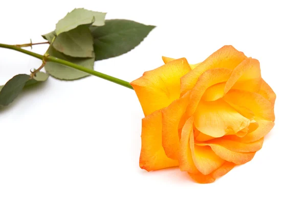 Rosa Arancione Isolata Sfondo Bianco — Foto Stock