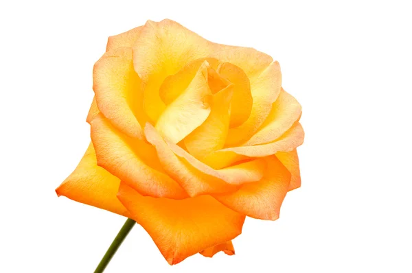Πορτοκαλί Τριαντάφυλλο Απομονωμένο Λευκό Φόντο — Φωτογραφία Αρχείου