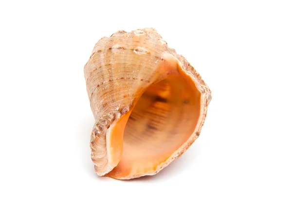 stock image Sea shell