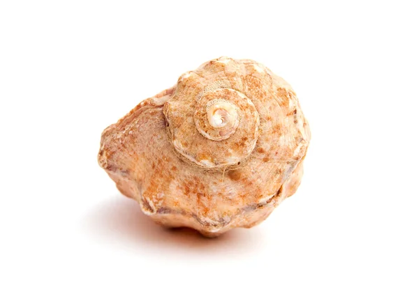 stock image Sea shell