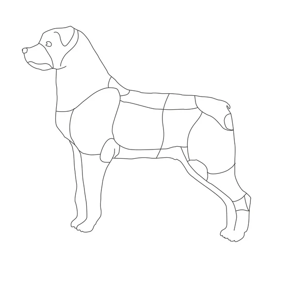 Partes ilustradas del cuerpo del perro — Vector de stock