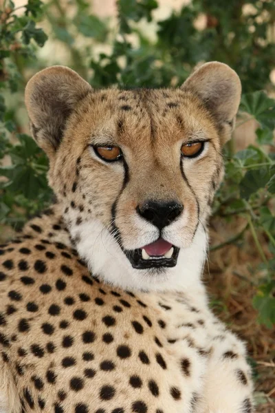 Ritratto di ghepardo — Foto Stock
