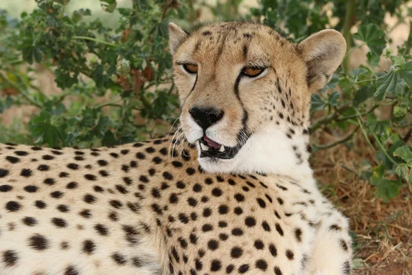 Portret gepard — Zdjęcie stockowe