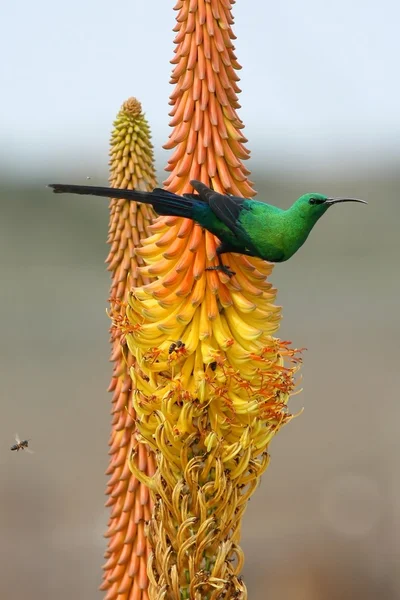 stock image Malachite Sunbird and Bees