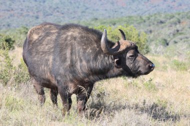 Cape buffalo