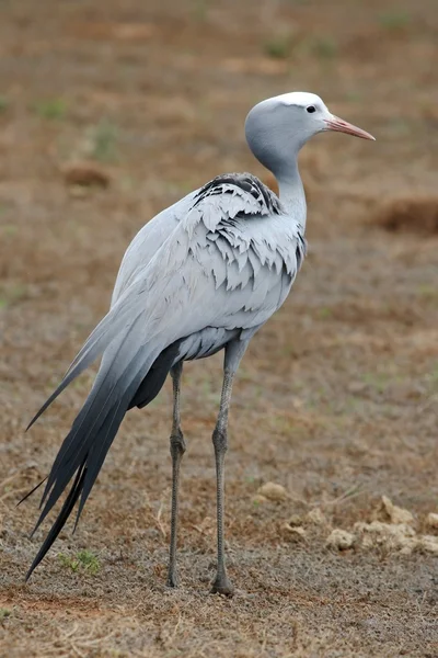 Blue crane fågel — Stockfoto