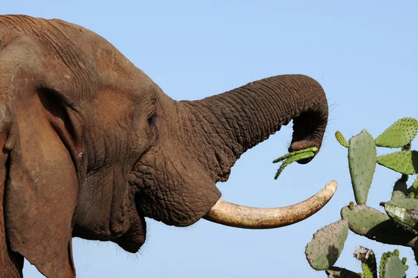 Afrika fili ve dikenli yemek — Stok fotoğraf