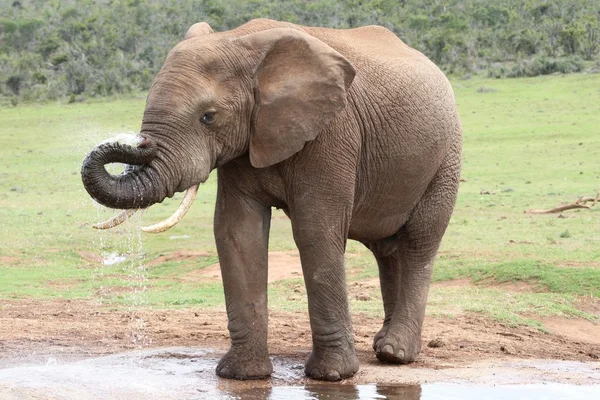 水でアフリカ象 — ストック写真