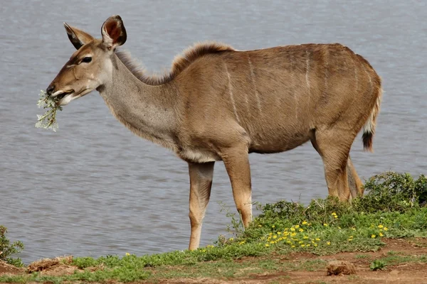 Kudu-Antilopen fressen — Stockfoto