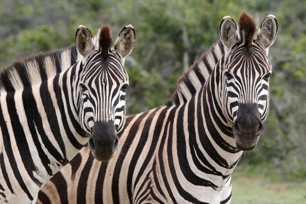 Casal zebra — Fotografia de Stock