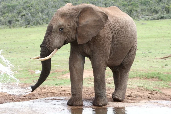 Slon africký na vodu — Stock fotografie