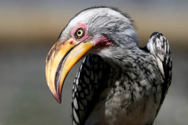 Kara Kartallar kuş — Stok fotoğraf