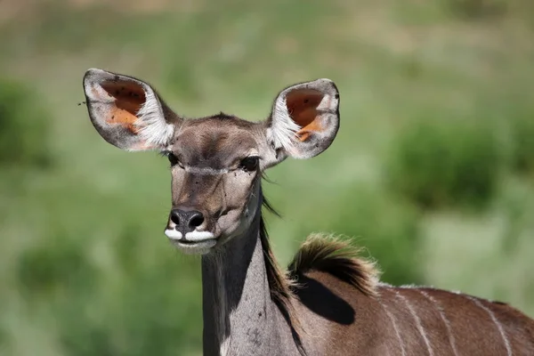 Weibliche Kudu-Antilope — Stockfoto