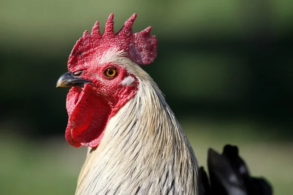 Rooster Portrait — Stock Photo, Image