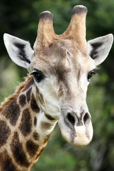 Giraffe portret — Stockfoto