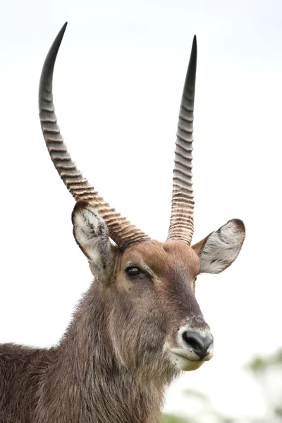 Wasserbockantilope — Stockfoto