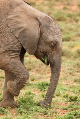 Baby African Elephant clipart