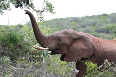 African Elephant with Raised Trunk clipart