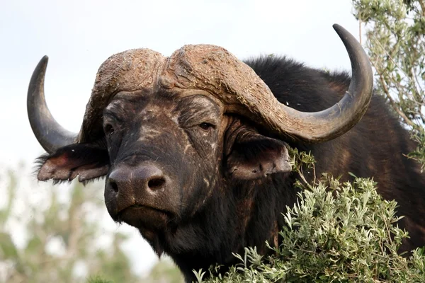 Afrikansk buffel stare — Stockfoto
