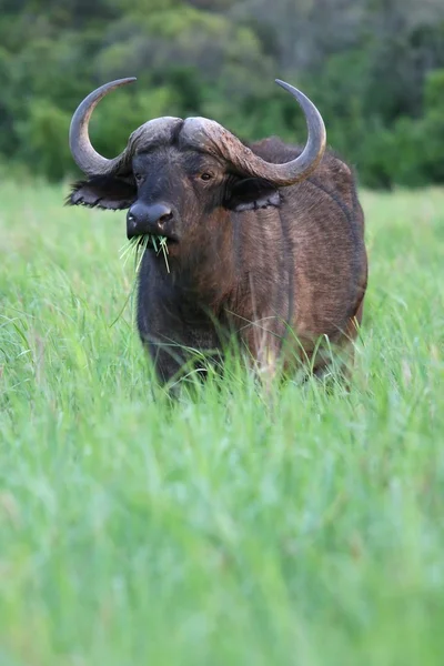 Buffalo africano in erba lunga — Foto Stock