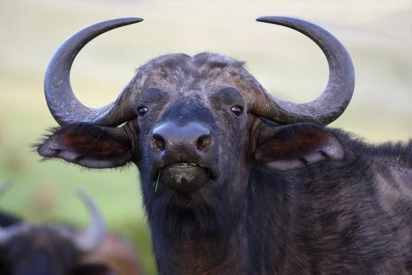 Afrikansk buffel porträtt — Stockfoto