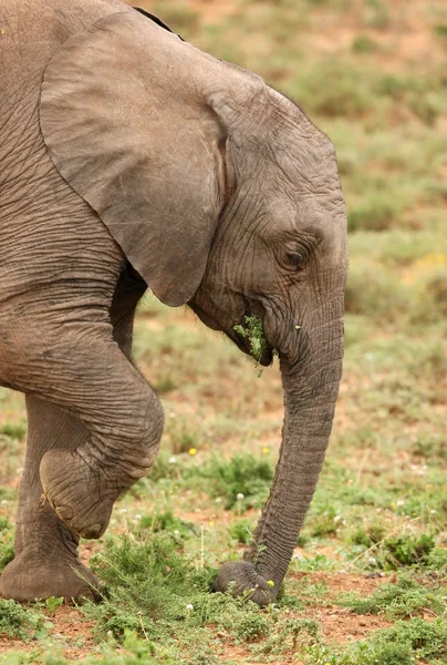 Elefante africano bebé — Fotografia de Stock