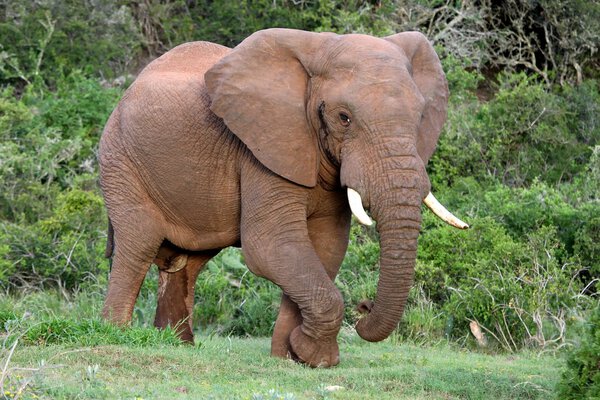 Huge male African elephant in musth eating grass
