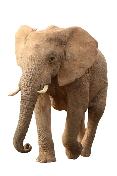 Słoń afrykański na białym tle — Zdjęcie stockowe