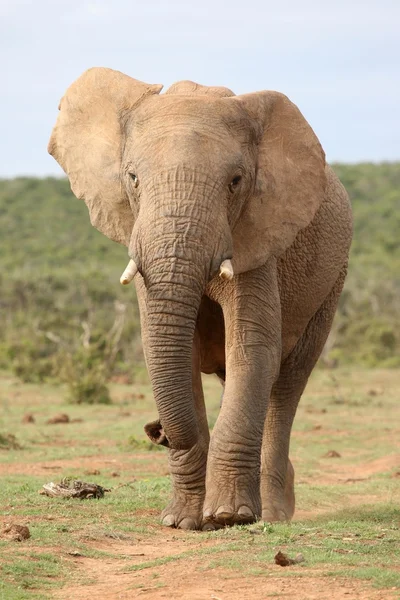 African Elephant Walking — Stock Photo, Image