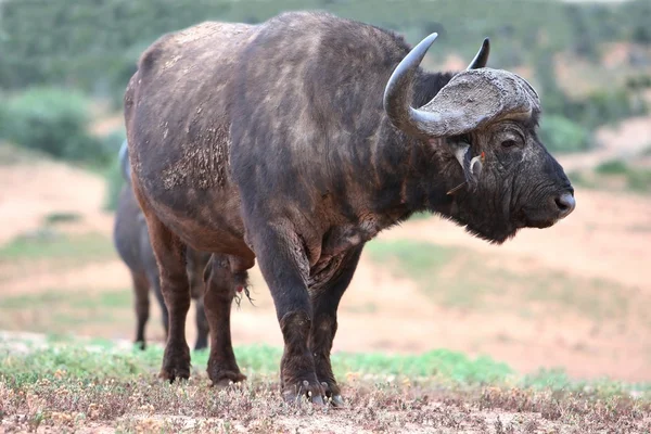 非洲水牛牛与牛椋鸟从它的耳朵挂 — 图库照片