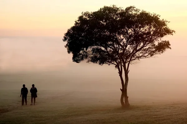 早朝の霧の木を過ぎて歩いて — ストック写真