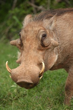 Warthog Portrait clipart