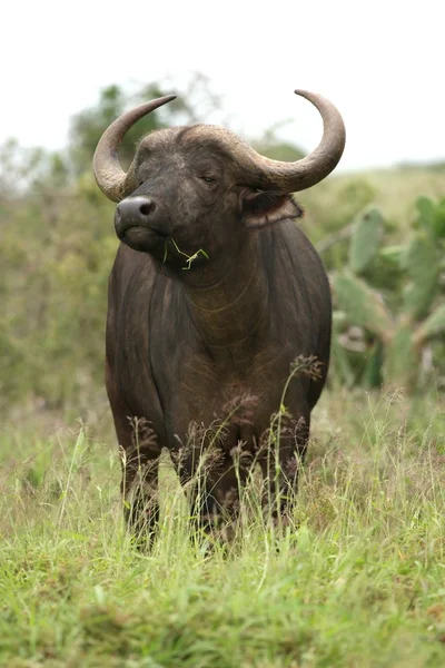 Búfalo Africano Com Grama Boca Perfumando Para Perigo — Fotografia de Stock