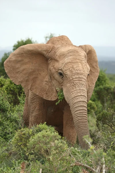 Vaca elefante africana — Fotografia de Stock
