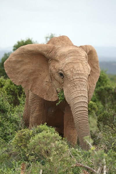 Female African elephant with green leaves to eat