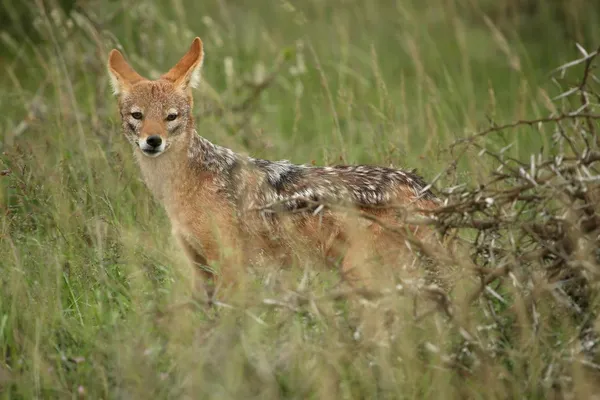 Jackal in the Wild — Stock Photo, Image