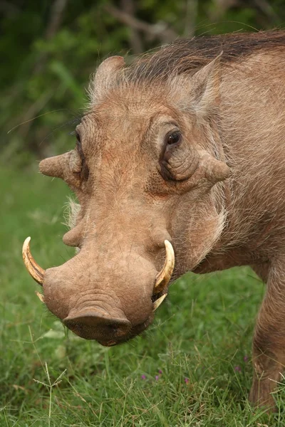 Retrato de warthog — Fotografia de Stock