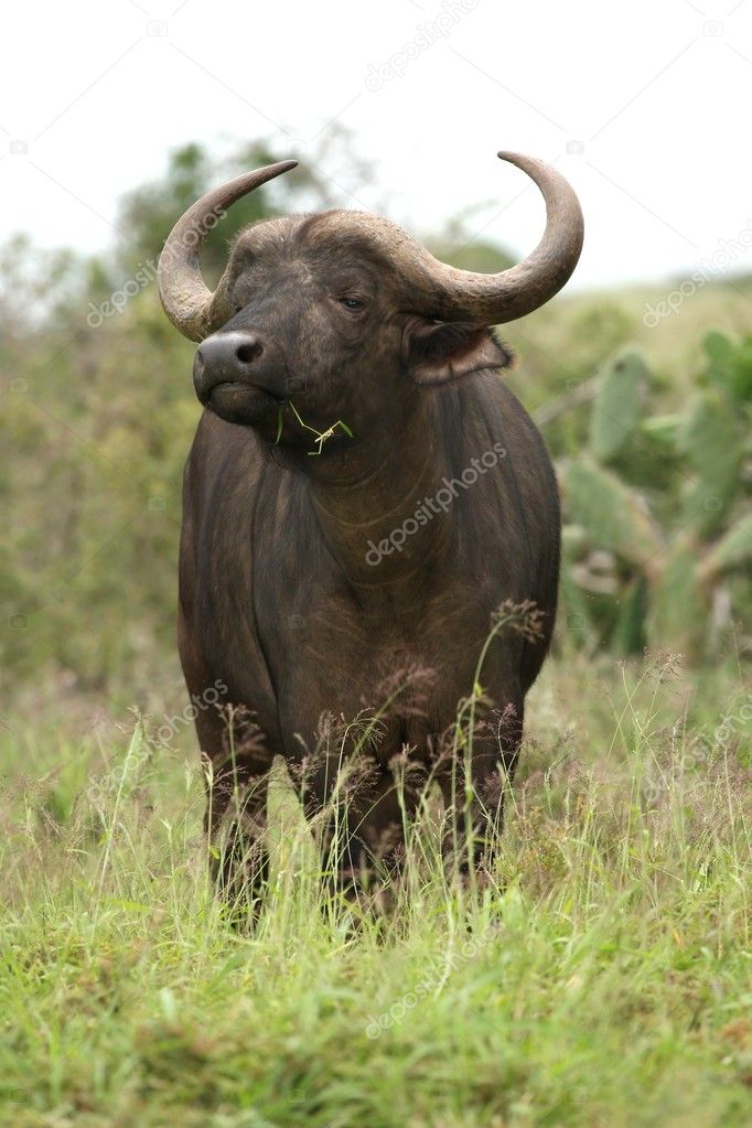 African buffalo with grass in it's mouth and scenting the air for danger