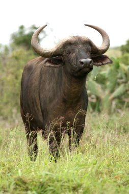 African Buffalo Bull clipart