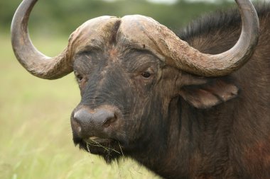 African Buffalo Portrait clipart