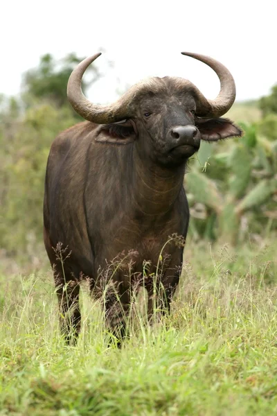 Toro de búfalo africano — Foto de Stock