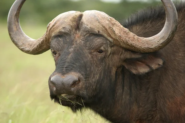 Retrato de búfalo africano —  Fotos de Stock